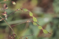 Desmodium laevigatum