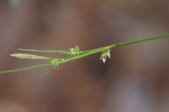 Carex leucodonta