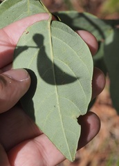 Desmodium laevigatum