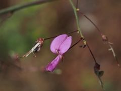 Desmodium laevigatum