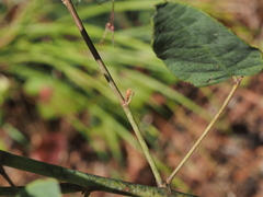 Desmodium laevigatum