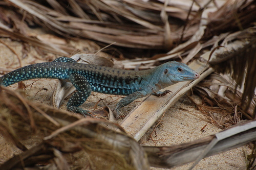 Common Puerto Rican Ameiva