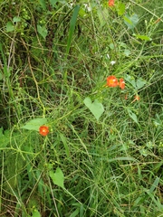 Ipomoea coccinea