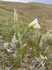 Calochortus gunnisonii