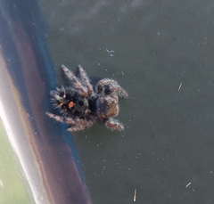 Phidippus audax