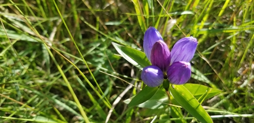 closed bottle gentian