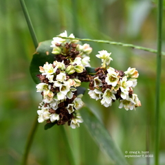 Fagopyrum esculentum