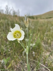Calochortus gunnisonii