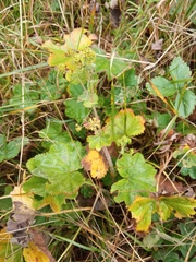 Alchemilla bungei