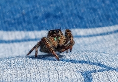 Phidippus audax