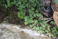 Plagiochasma rupestre