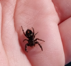 Phidippus audax