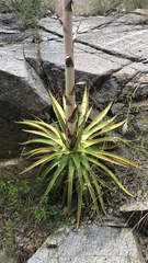 Agave palmeri