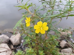 Ludwigia leptocarpa