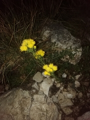 Galatella linosyris
