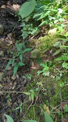 Anthoceros