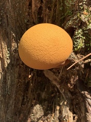 Gymnopilus luteus