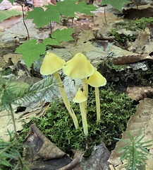 Entoloma murrayi