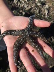 Evasterias troschelii