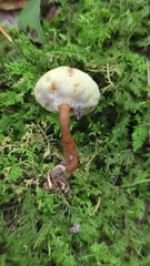 Gyroporus