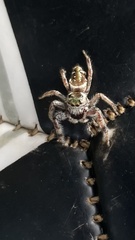 Paraphidippus
