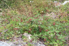 Rubus ursinus