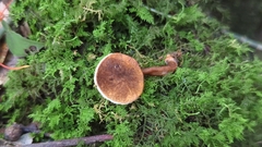 Gyroporus