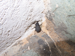 Phymatiotris quadricollis