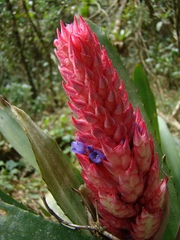 Aechmea distichantha