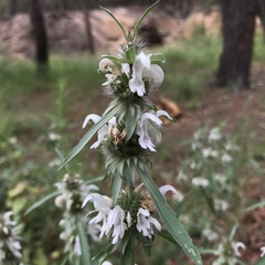 Monarda citriodora austromontana