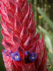 Aechmea distichantha