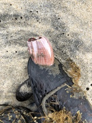 Megabalanus californicus