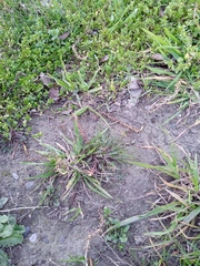 Lepidium desvauxii