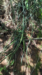 Selenicereus hamatus