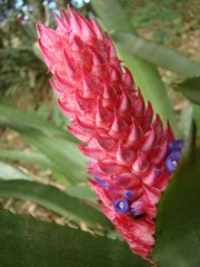 Aechmea distichantha