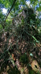 Selenicereus hamatus