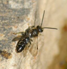 Lasioglossum