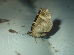 Cidariini