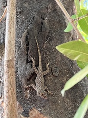 Anolis distichus