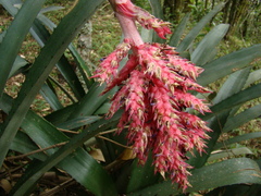 Aechmea distichantha