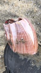 Megabalanus californicus