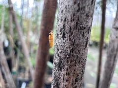 Thaumatomyia