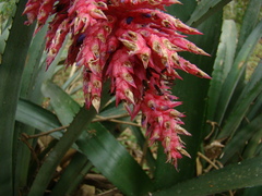 Aechmea distichantha
