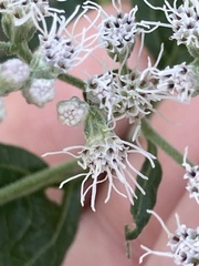 Eupatorium serotinum