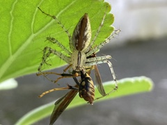 Peucetia rubrolineata