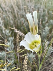 Calochortus gunnisonii