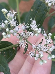 Eupatorium serotinum