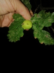 Andricus quercustozae