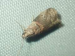 Acrobasis
