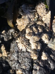 Balanus glandula